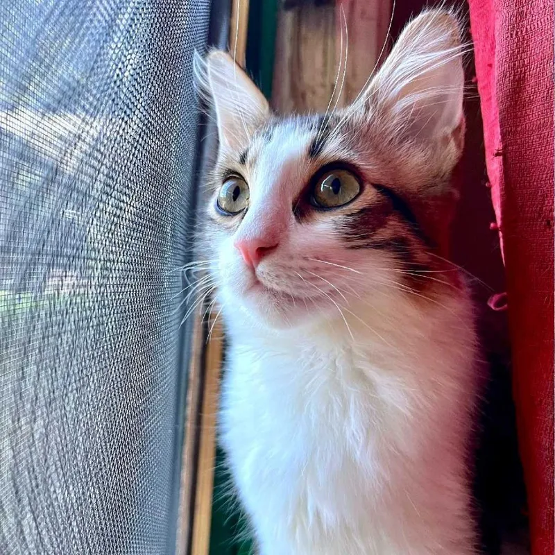 Sini Sioux Baby thumbnail 3