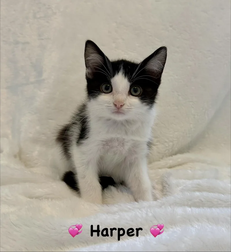 A baby medium-sized female Black & White / Tuxedo Domestic Short Hair cat named Harper for adoption in Copley, OH