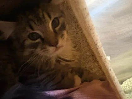 A baby medium-sized male Domestic Medium Hair cat named Oak for adoption in Redmond, OR