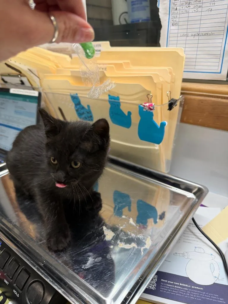 A baby small-sized female Domestic Short Hair cat named Lenille for adoption in Algona, IA