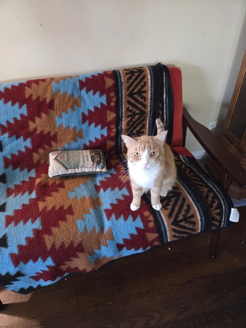 An adult medium-sized male Orange & White Domestic Short Hair cat named Kevin for adoption in Buena Park, CA