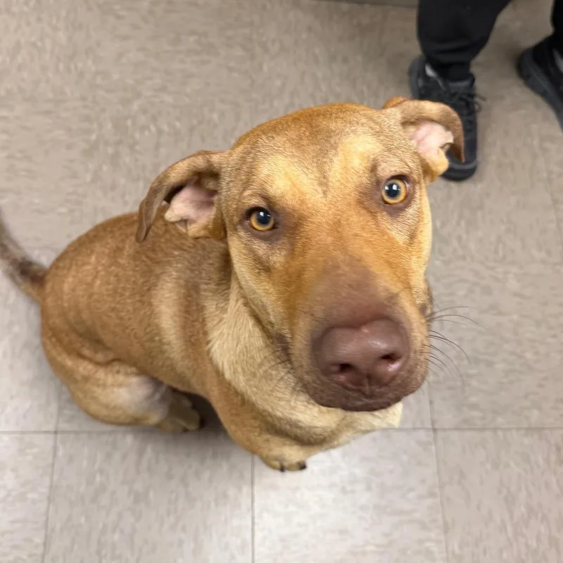 A young large-sized male Red / Chestnut / Orange Hound dog named Thomas for adoption in Birmingham, AL