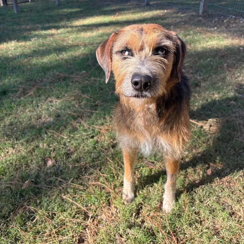 Blythe Blue thumbnail 2