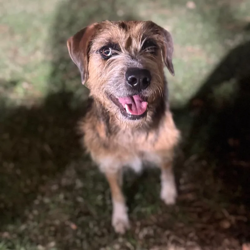 Blythe Blue thumbnail 4