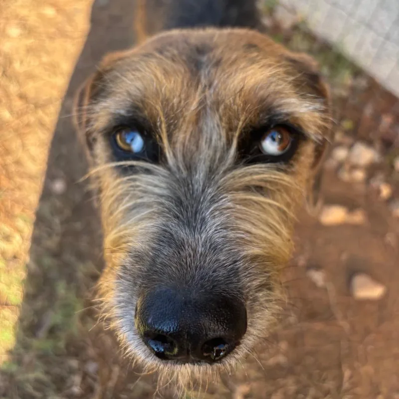 Blythe Blue thumbnail 5