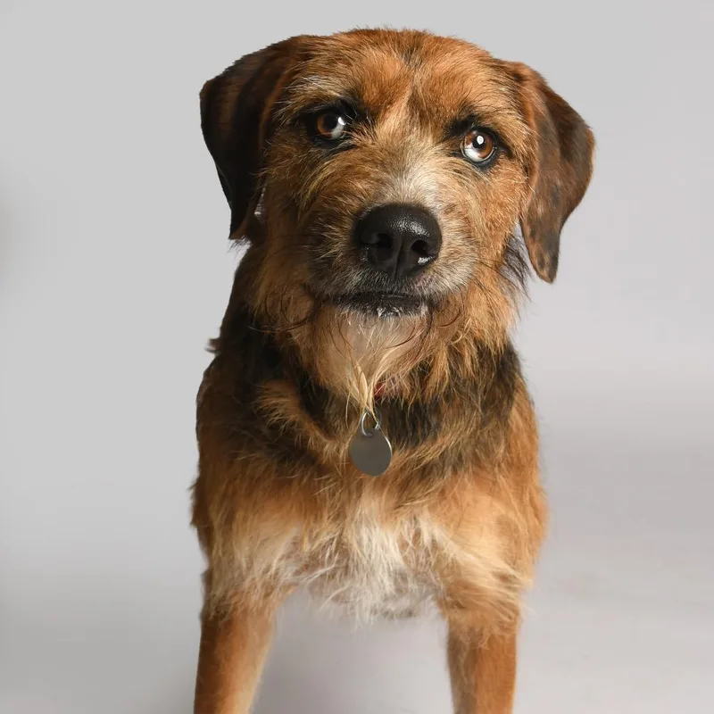 Blythe Blue thumbnail 6