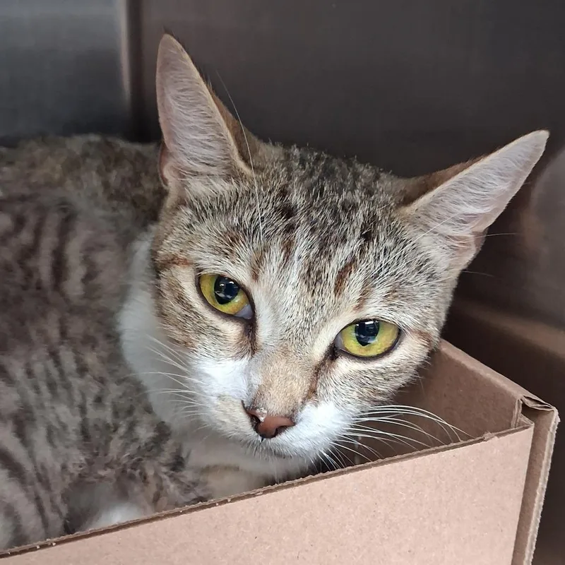 A young medium-sized female Domestic Short Hair cat named Sissy for adoption in Newark, NJ