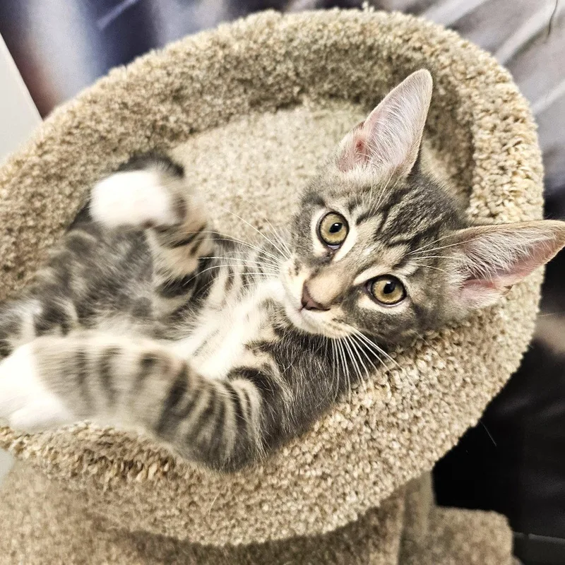 A baby small-sized female Domestic Short Hair cat named Stella for adoption in St. Cloud, FL