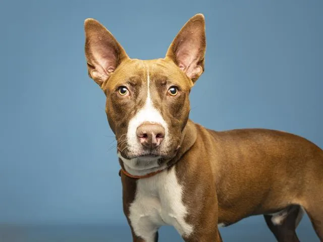 An adult medium-sized male Australian Cattle Dog / Blue Heeler dog named Chucky for adoption in Phoenix, AZ