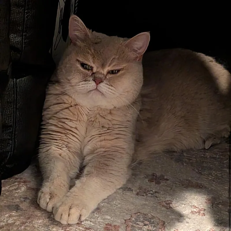 An adult large-sized male Buff / Tan / Fawn British Shorthair cat named Rory for adoption in Oakton, VA