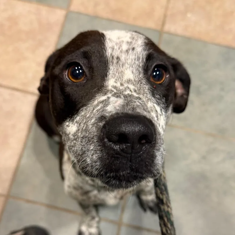 An adult medium-sized female Black Mixed Breed dog named Daisy Mae for adoption in Chattanooga, TN