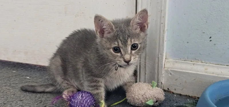 A baby medium-sized female Tabby cat named Roxiekc for adoption in Greenville, DE