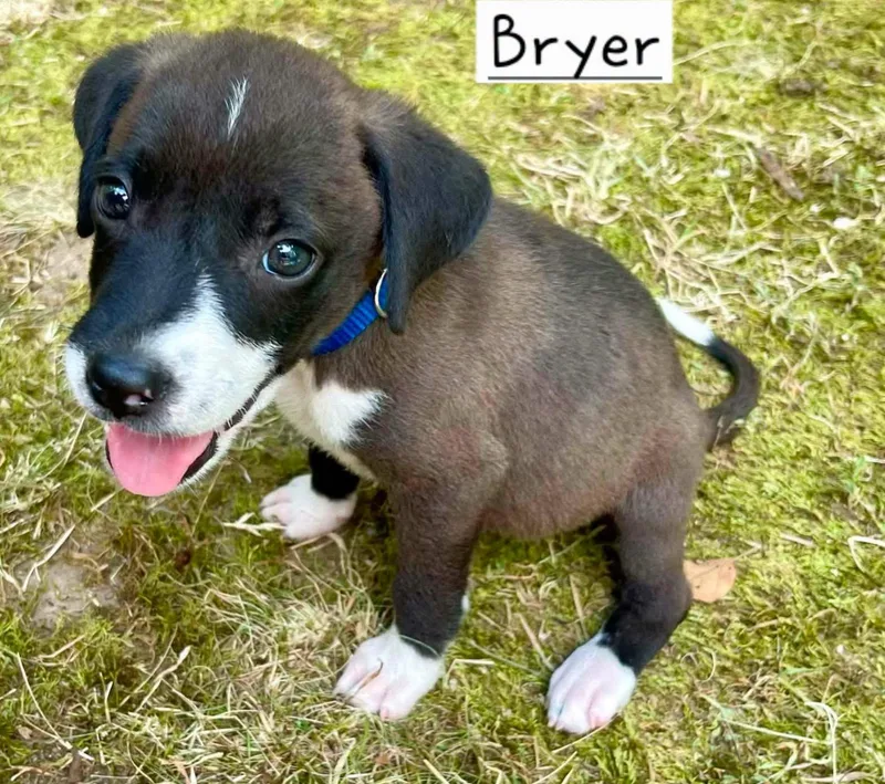 Bryer thumbnail 3
