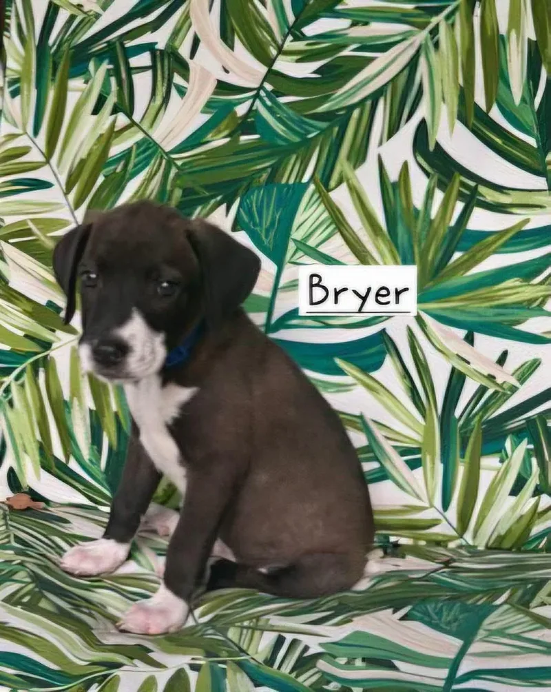 Bryer thumbnail 4