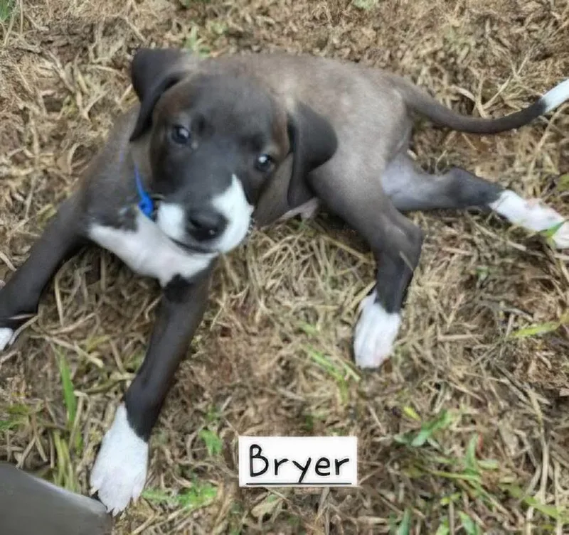 Bryer thumbnail 5