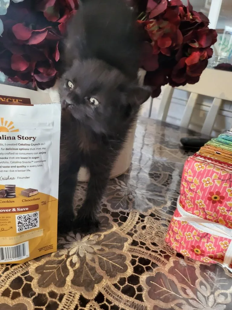 A baby medium-sized female Domestic Short Hair cat named Samhain for adoption in Parkville, MD