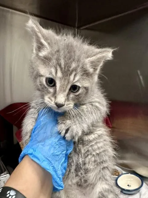 A baby small-sized male Domestic Short Hair cat named Dachsen for adoption in Derwood, MD