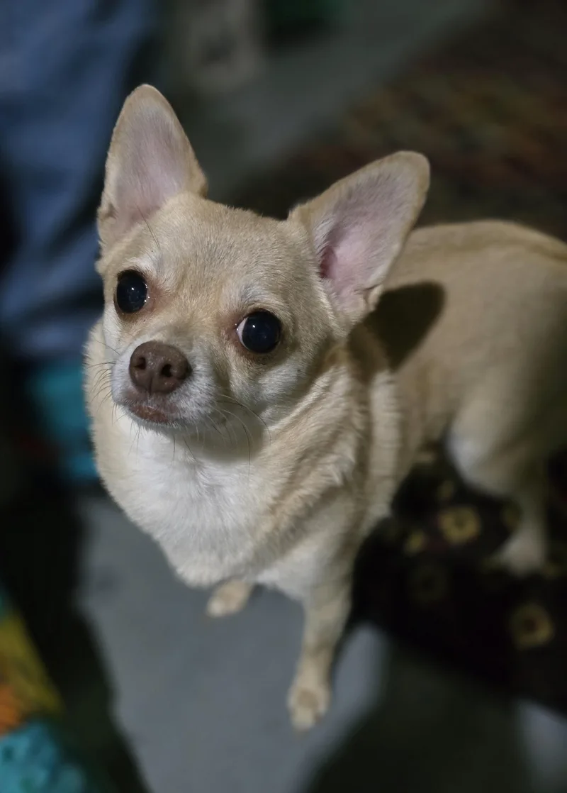 An adult small-sized female Yellow / Tan / Blond / Fawn Chihuahua dog named Pepper for adoption in Elizabeth, PA