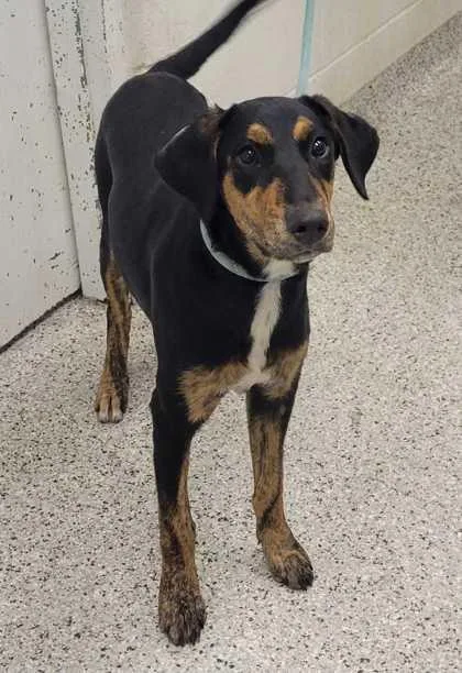 A young medium-sized female Black Mixed Breed dog named Sally Mae for adoption in Kansas City, MO