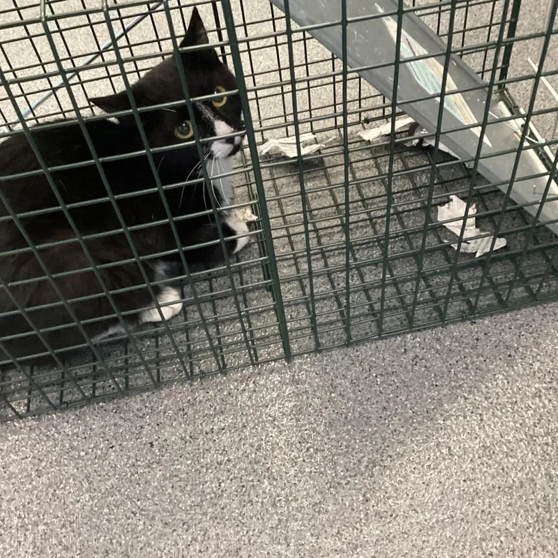 A baby small-sized female Black Domestic Short Hair cat named Boots for adoption in Montgomery, AL