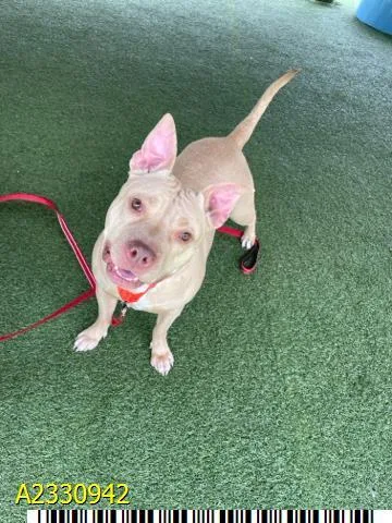 An adult large-sized female Mixed Breed dog named Hazel for adoption in West Palm Beach, FL