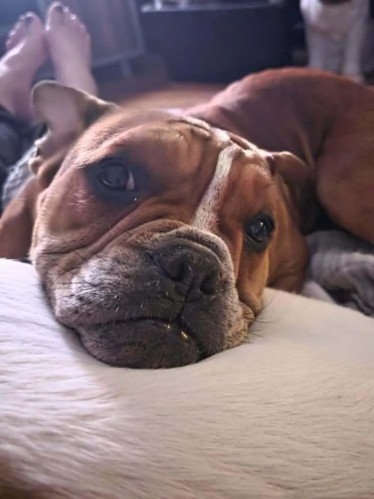 A baby medium-sized male American Bully dog named Louie Meatball Mcsnort for adoption in Wake Forest, NC