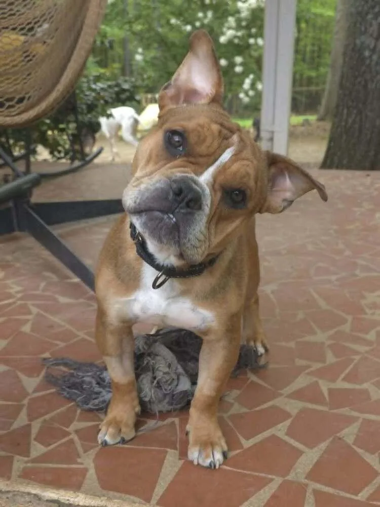 Louie Meatball Mcsnort thumbnail 3