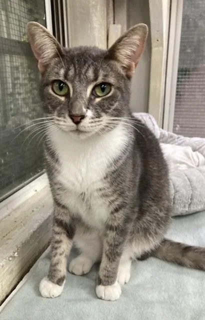 An adult large-sized female Domestic Short Hair cat named Betty for adoption in Huntington, NY