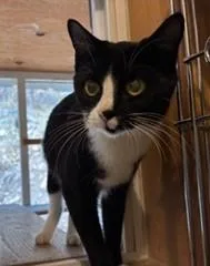 A young medium-sized female Black & White / Tuxedo Tuxedo cat named Paisley for adoption in Lead, SD