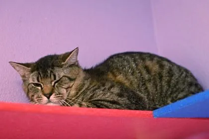An adult large-sized male Domestic Short Hair cat named Chisel for adoption in Baton Rouge, LA