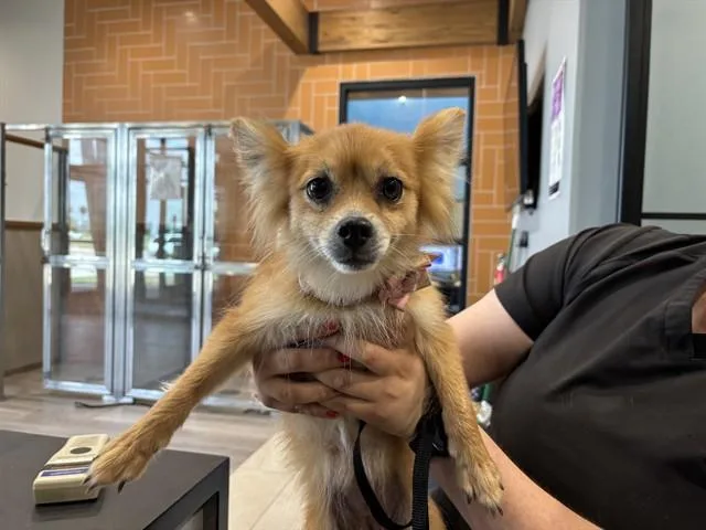 An adult small-sized female Pomeranian dog named Daisy for adoption in Garland, TX