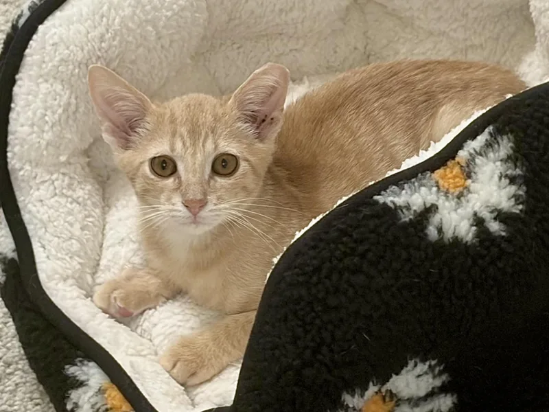 A baby medium-sized male Buff / Tan / Fawn Tabby cat named Habanero for adoption in Midland, MI