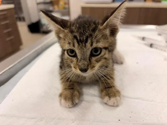 A baby small-sized male Domestic Short Hair cat named Graham for adoption in Baytown, TX