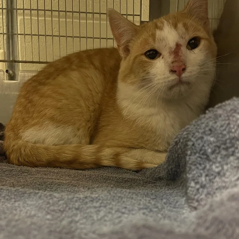 A young medium-sized male Orange / Red Domestic Short Hair cat named Falafel for adoption in Bristol, IN
