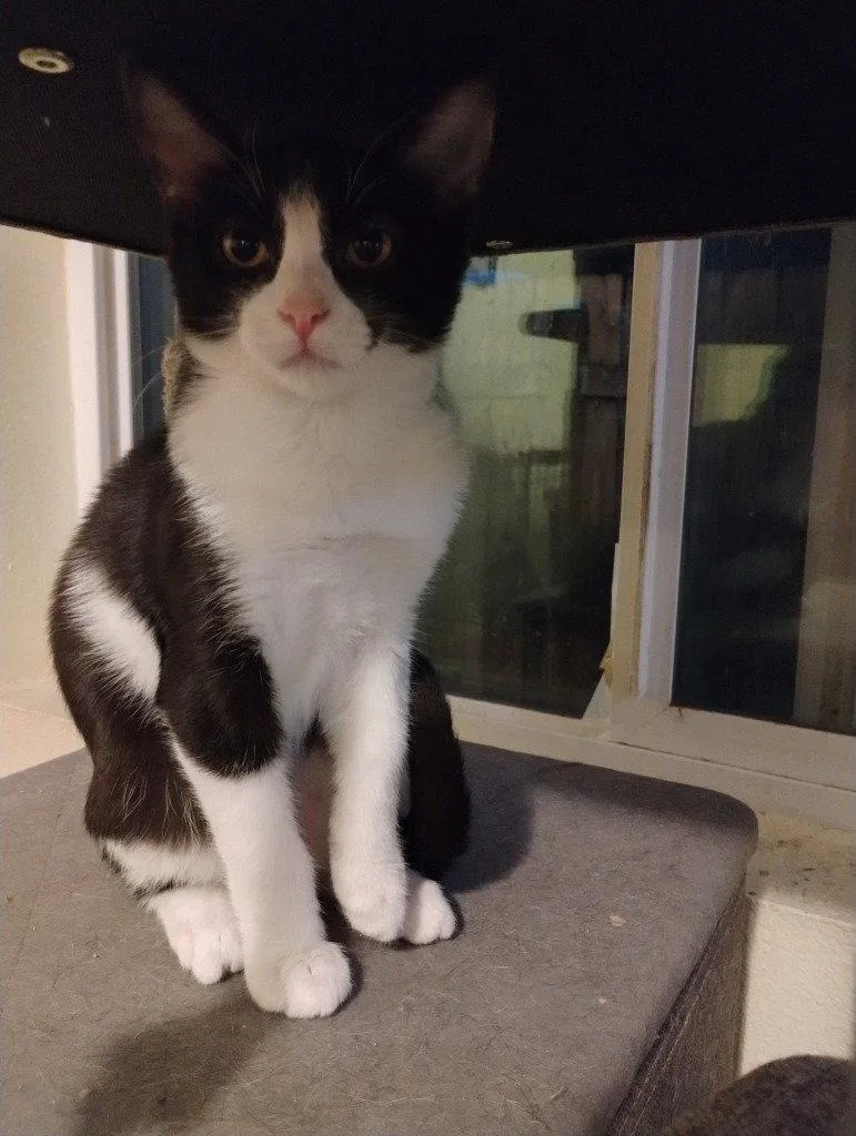 A baby medium-sized female Black & White / Tuxedo Domestic Short Hair cat named Rosina for adoption in Battle Ground, WA