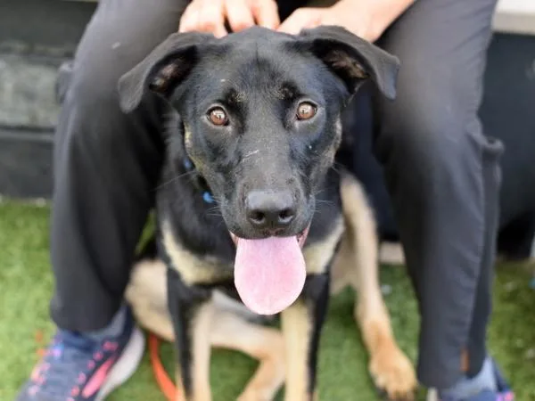 A young medium-sized female Mixed Breed dog named Dee Dee for adoption in Ridgewood, NY