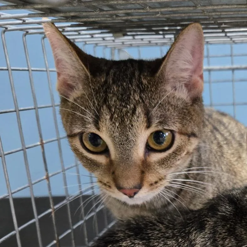 An adult medium-sized female Brown / Chocolate Domestic Short Hair cat named Skyler for adoption in Newark, NJ