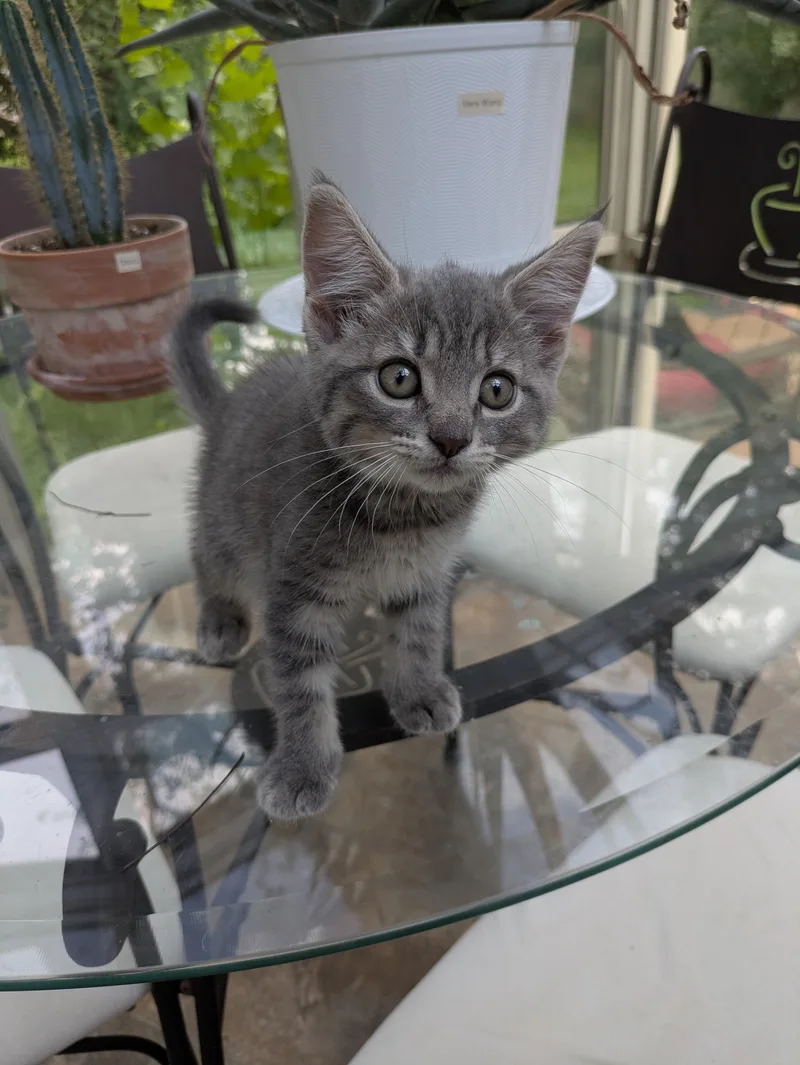 A baby medium-sized female Tabby (Gray / Blue / Silver) Domestic Short Hair cat named Aurora for adoption in Haddon Heights, NJ