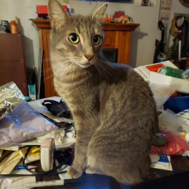 A young medium-sized male Tabby (Gray / Blue / Silver) Tabby cat named Morris for adoption in San Juan Capistrano, CA