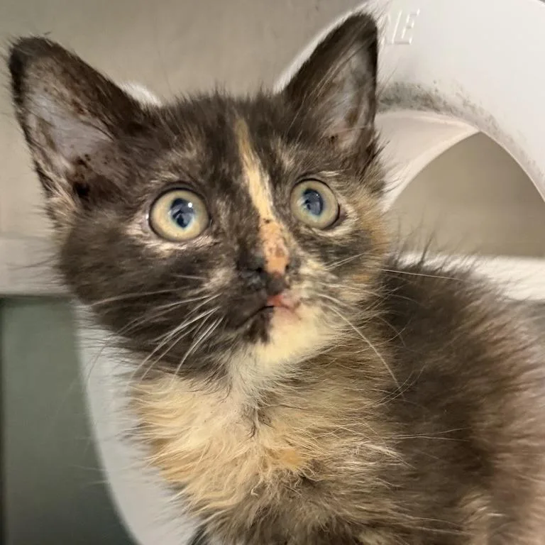 A baby small-sized female Domestic Short Hair cat named Dragonfly for adoption in Los Angeles, CA