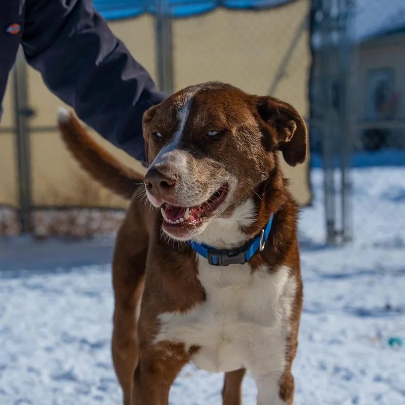 An adult large-sized male Mixed Breed dog named Sampson for adoption in Challis, ID