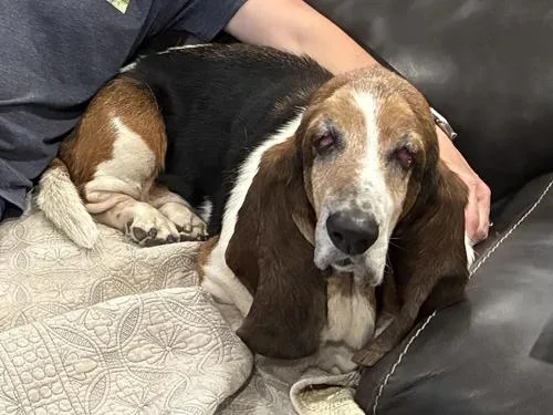 An adult medium-sized male Tricolor (Brown, Black, & White) Basset Hound dog named Franklin for adoption in St. Paul, MN