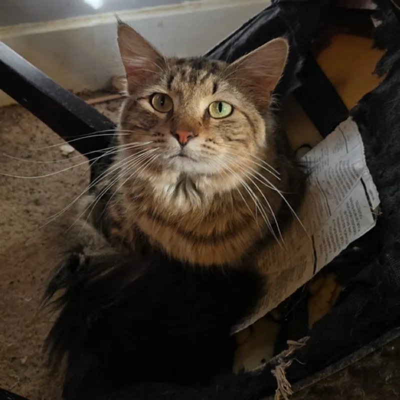 A young small-sized male Brown / Chocolate Domestic Medium Hair cat named Romey for adoption in Marshall, TX