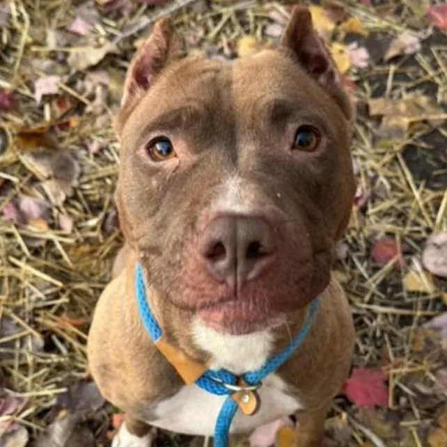 An adult large-sized female Brown / Chocolate Pit Bull Terrier dog named Elowen for adoption in Chicago, IL