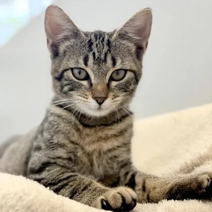 A baby small-sized female Buff / Tan / Fawn Domestic Short Hair cat named Yodel for adoption in Atlanta, GA
