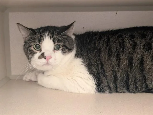 An adult small-sized male Domestic Short Hair cat named Bubba for adoption in Denver, CO