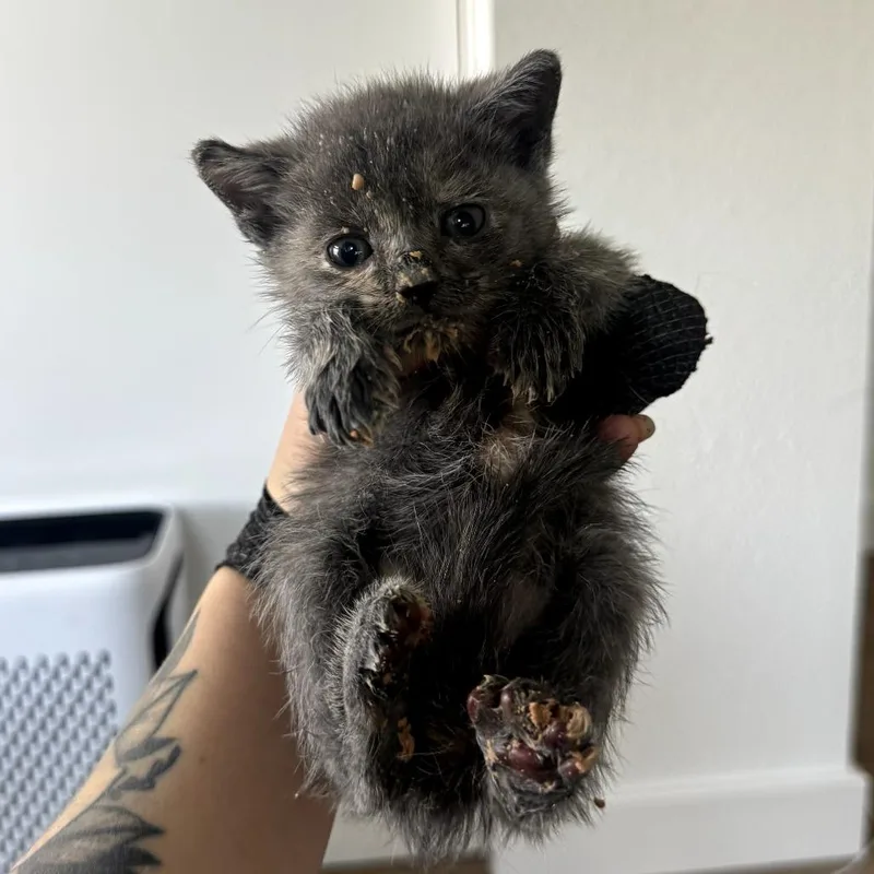 A baby small-sized female Gray / Blue / Silver Domestic Short Hair cat named Shark for adoption in Long Beach, CA