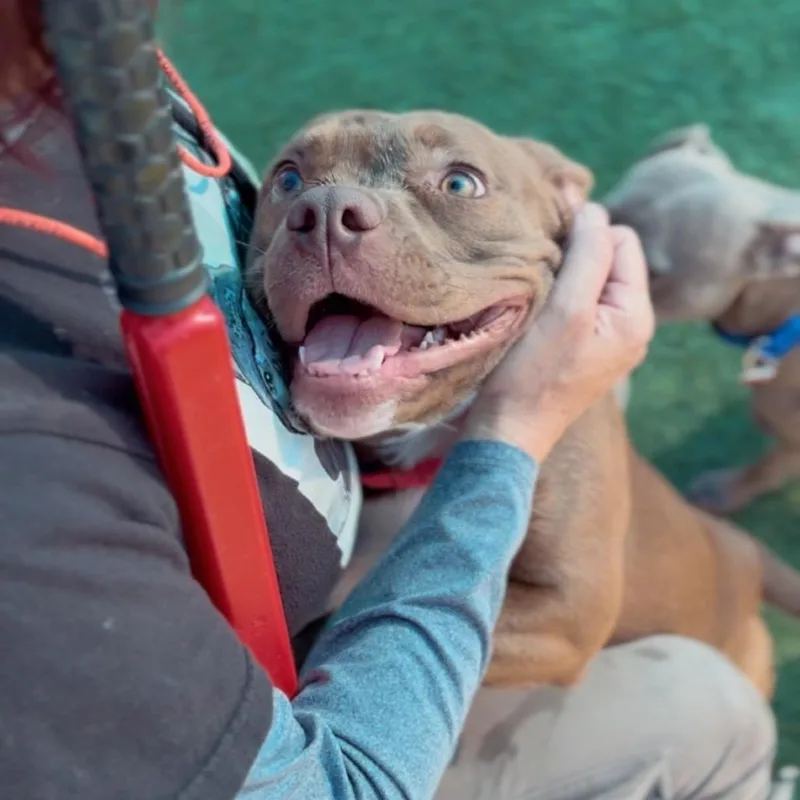 Sweety A thumbnail 2