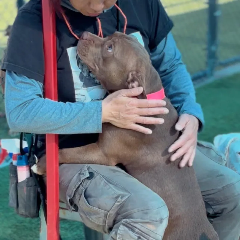 Sweety A thumbnail 3