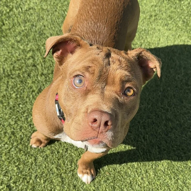 Sweety A thumbnail 4